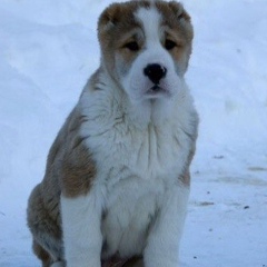 Алибек Иманкулов, 25.04.1987, Актау
