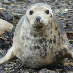 Сардор Санакулов, 26.06.1988, Москва