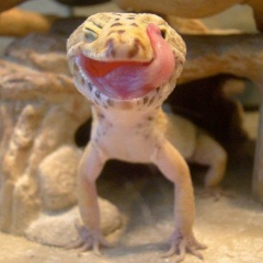 Арман Ар, 29.03, Алматы