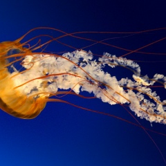 Андрій Сидоренко, 10.07, Носеловка