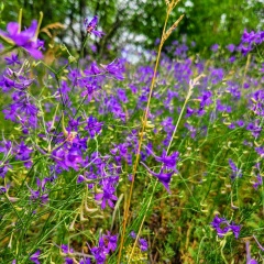 Шовда Салимханова