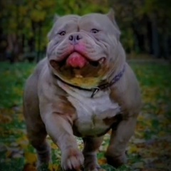 Американский Булли, 12.04.1987