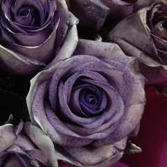 Дили Дилишка, 14.08.1993, Нижнекамск