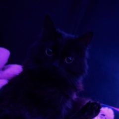 Кристина Merfii, 22.03