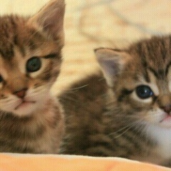 Игорь Аветисян, 28.12.1971, Ставрополь