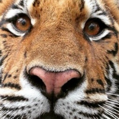 Антон Антон, 29.10.1988, Москва