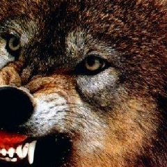 Чынгыз Сагынбеков, 08.12.1995, Джалал-Абад