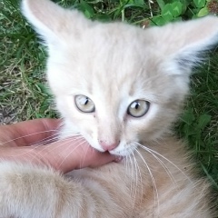 Ирина Горбунова, 23.06.1980, Старый Оскол