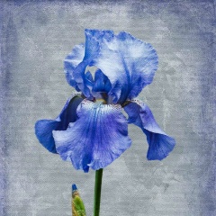 Володя Бахарев, Москва