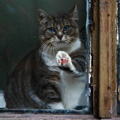 Лев Loginoff, 26.03, Санкт-Петербург