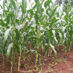 ခြန္ သုန္, 20.10.1979