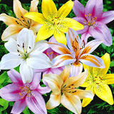 Лилия Аполонова, Запорожье