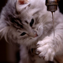 Артем Кешинский, 05.03.1990, Днепр (Днепропетровск)