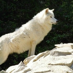 Umar Tatashev, 26.05, Грозный