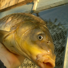 Руслан Горбунов, 25.12.1974, Краснодар