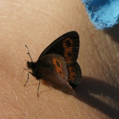 Марина Никонорова, Краснодар