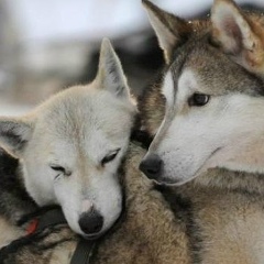 Еркiнбек Асылбекулы, 02.04