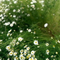 Айжанка Сейдилова, 26.11, Алматы