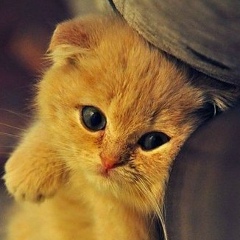 Виктория Караванская, 28.05, Ровеньки