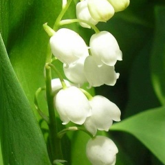 Светлана Литаврина, 03.03.1998, Москва