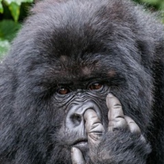 Жанар Токмамбаева, 18.03, Алматы