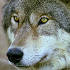 Рая Кулмашева, 16.06.1988, Кызылорда