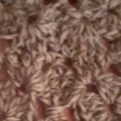 Вероника Соловьева, Санкт-Петербург