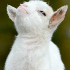 Мария Коржик, 20.04