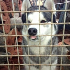 Galya Smirnova, 29.04.1990, London