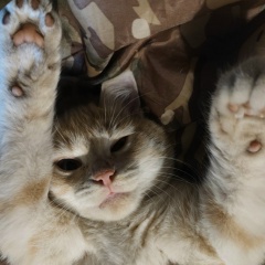 Сергей Лысый, Кириллов