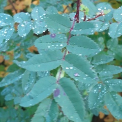 Марина Попова