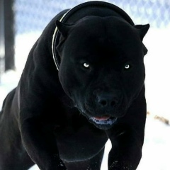 Мухаммад Устарханов, 09.08.1996