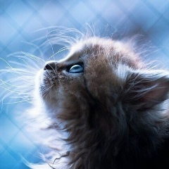 Эльвира Шарафутдинова, 21.12, Сургут