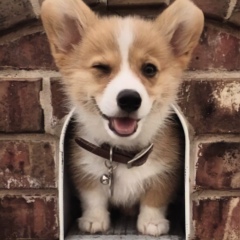 Индиана Джойс, Красноярск