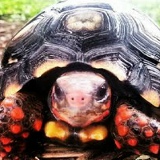 Anderson Ribeiro da Silva, 31.08.1987, Curitiba