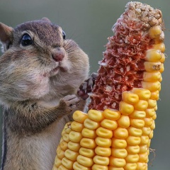 Роман Чумак, 09.07.1983, Измаил