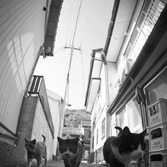 Санан Багиров, Москва