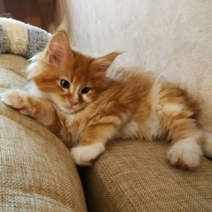 Анастасия Летюкова, 26.03, Ярославль