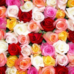 Елена Зайцева, 26.12.1987, Омск