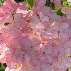 Татьяна Конопелько, Екатеринбург