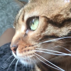 Алена Черемисова, 29.10, Москва