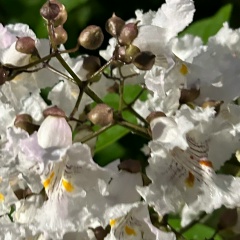 Раушан Сабитова, 13.10, Алматы