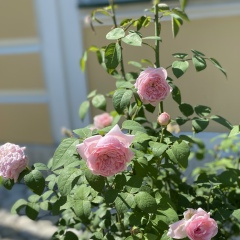 Анна Васильева, 04.06.1985, Москва