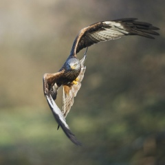 Дмитрий Ковалёв, 30.01, Волгоград