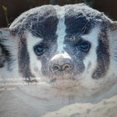 Éder Garcia, 04.02.1978, São Paulo