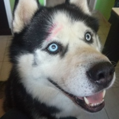 Алена Шулаева, 17.11, Новосибирск