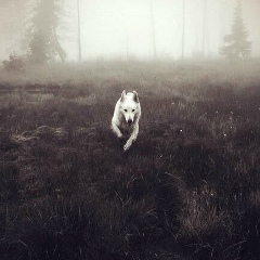 Кенжебек Асылбеков, 12.05.1996, Бишкек