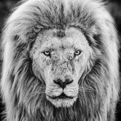 Елена Пан, 19.08, Санкт-Петербург