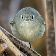 Тан Мир, 30.09.1983, Москва