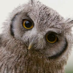 Анель Утегенова, 21.05.1990, Алматы